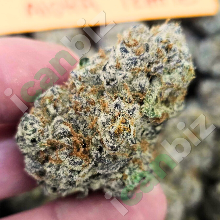 Aloha Truffle Strain