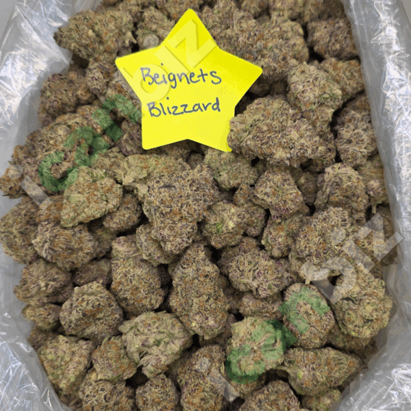 Beignet Blizzard THCa Flower Wholesale