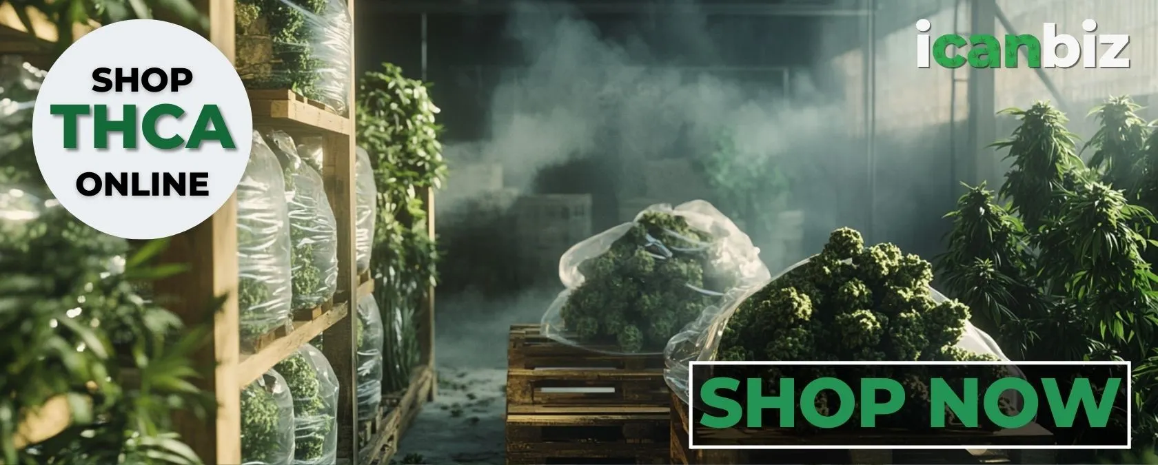 Buy Bulk THCa Flower Cannabis Shops