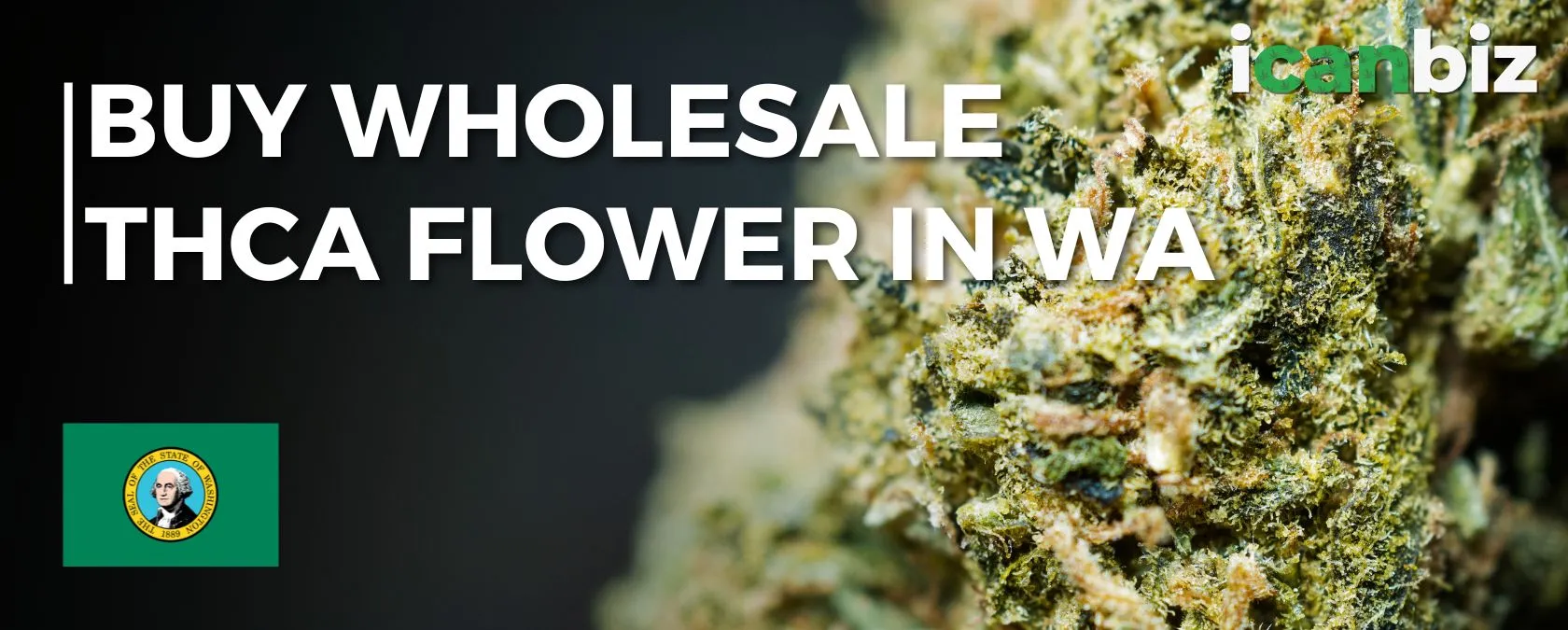 Buy Wholesale THCa Flower Washington
