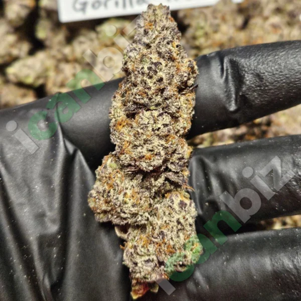 Gorilla Truffle THCa Flower Wholesale