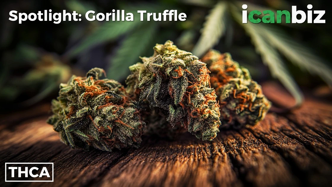 Gorilla Truffle THCa Strain Info