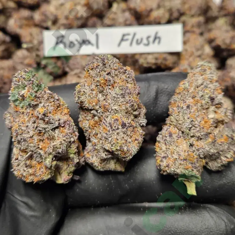 Royal Flush THCa Flower Strain