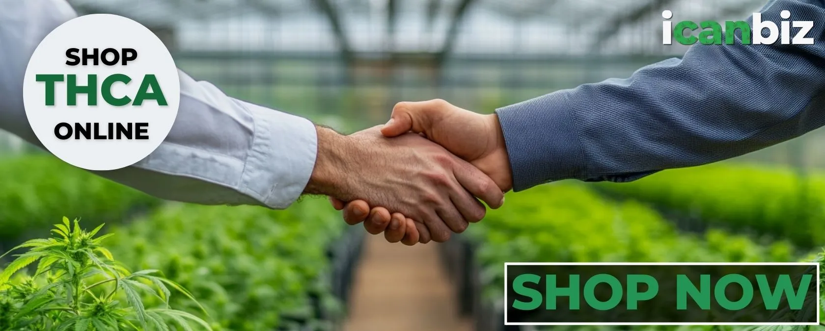 Shop Premium Bulk THCa Flower