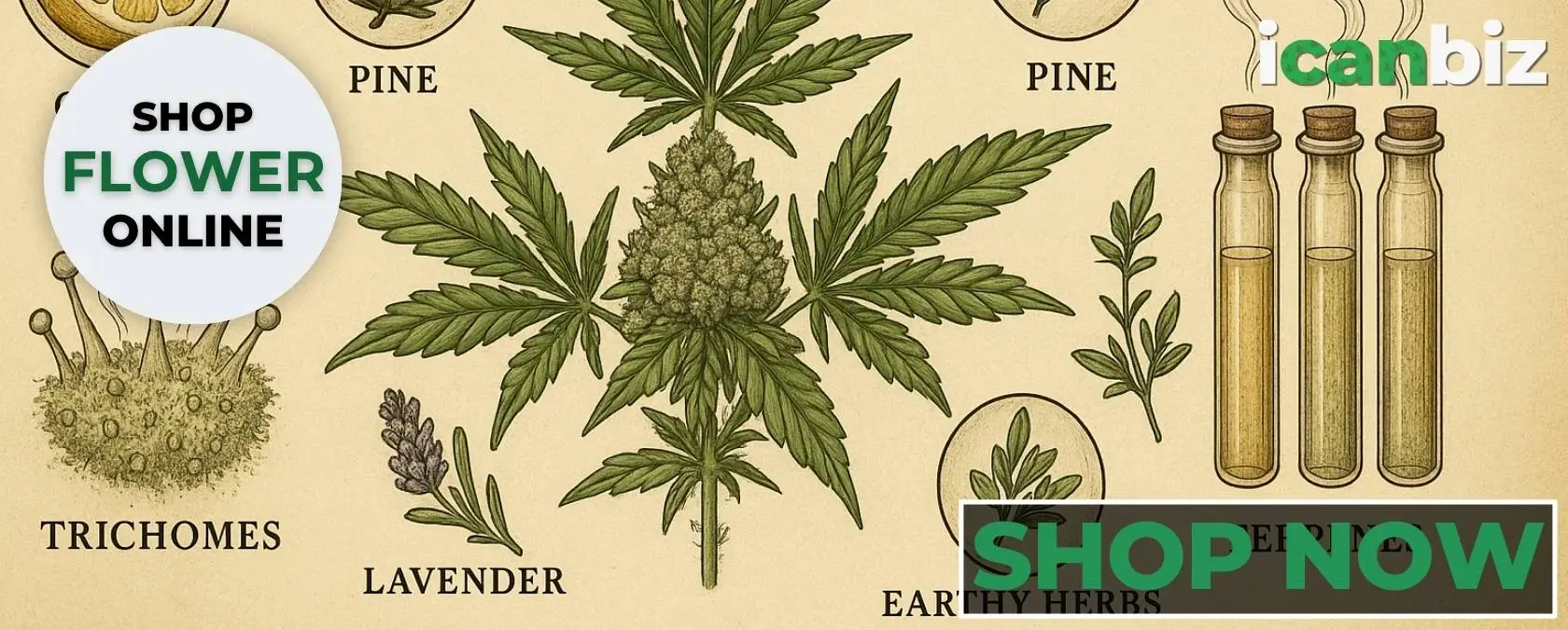 Shop THCa Flower Quality Terpenes