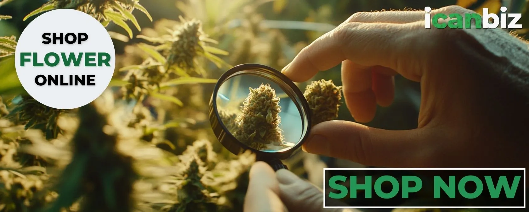 THCa Flwoer Quality Categories – Shop Now