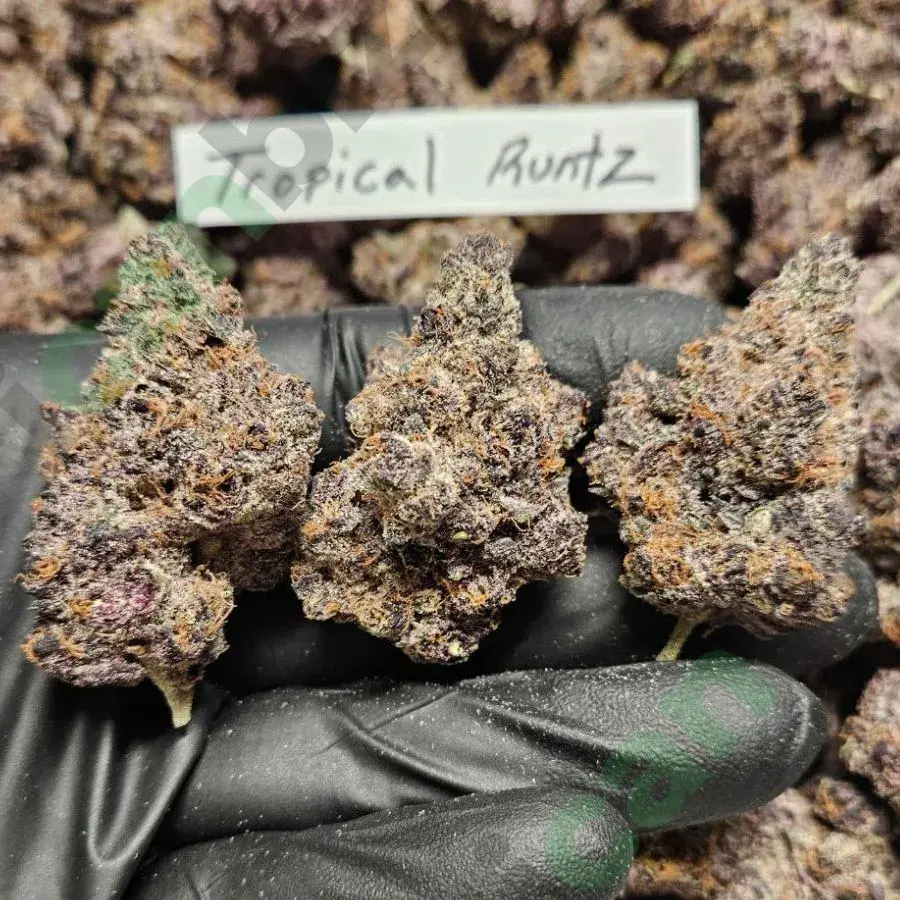 Tropical Runtz THCa Flower