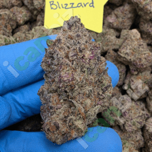 Wholesale Cannabis Beignet Blizzard
