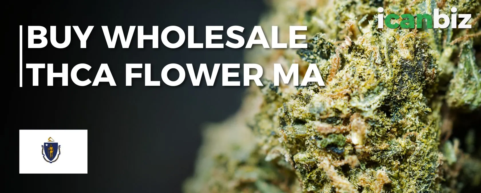 Wholesale THCa Flower Massachusetts