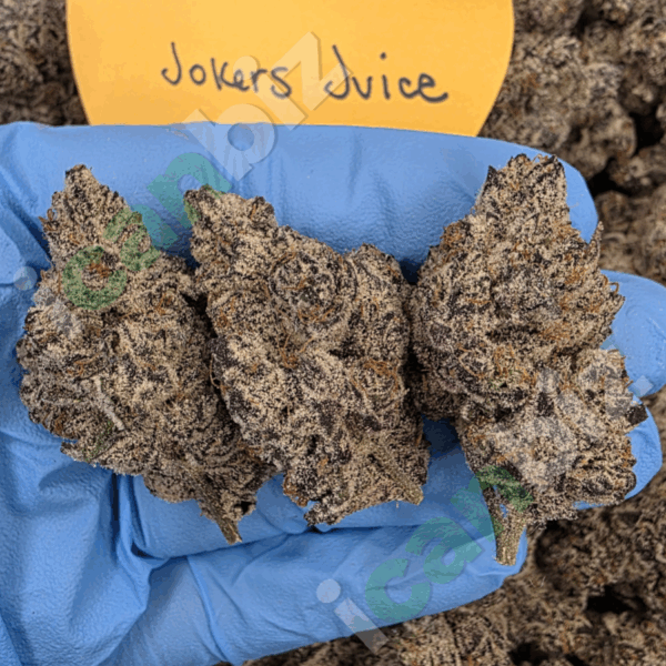 Wholesale THCa Jokers Juice Strain